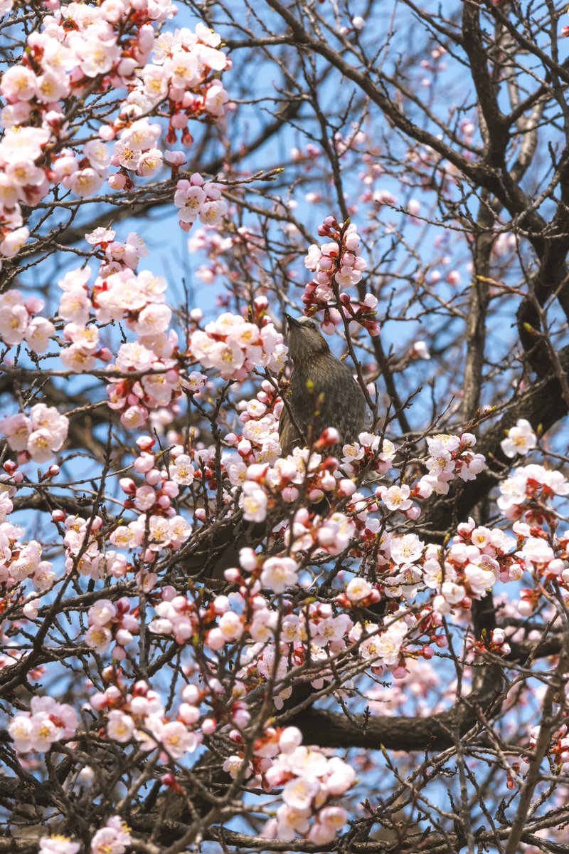 스고링 tweet media