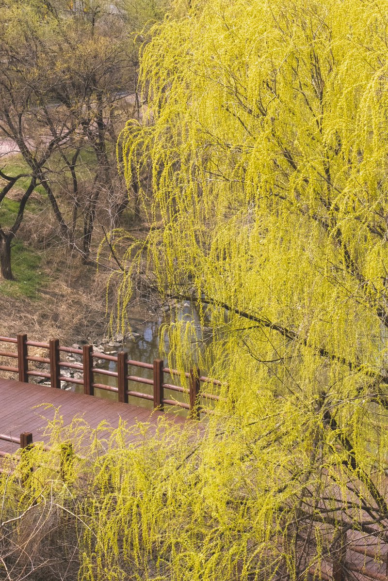 스고링 tweet media