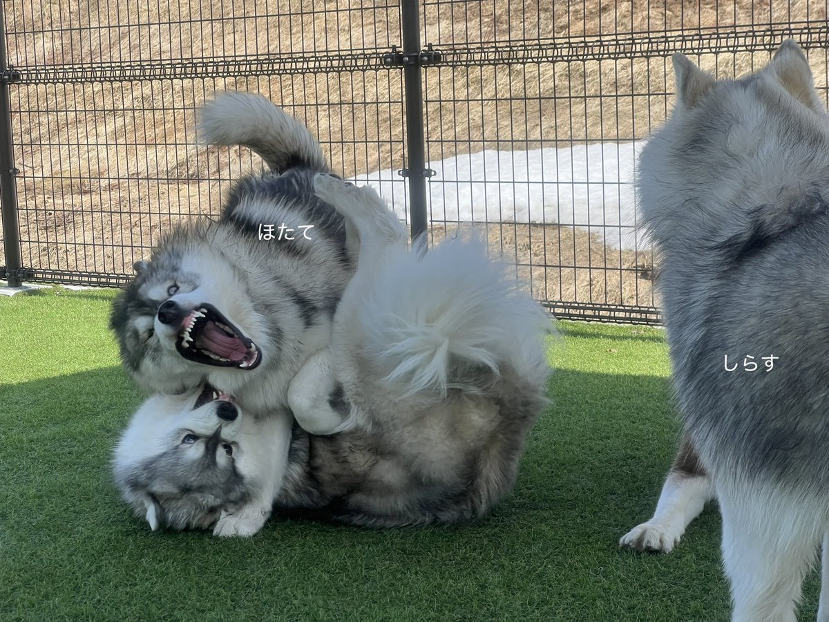 しらすとほたて🦖 tweet media