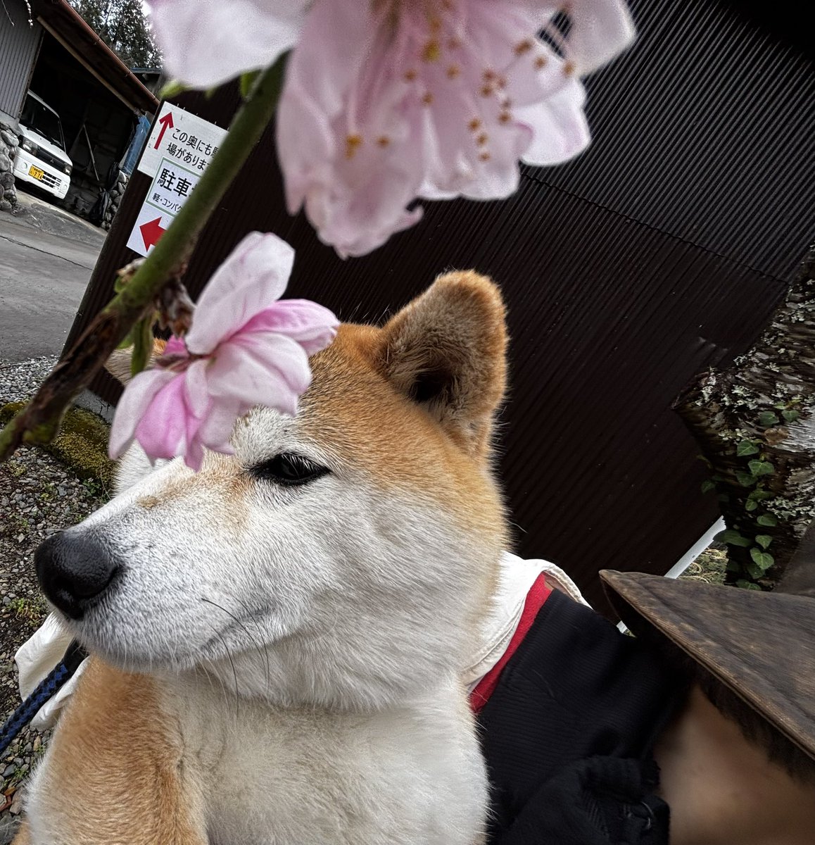 z7d70's tweet photo. なんか、前が見えにくいワン🐶 https://t.co/OrE9Cfz5kV