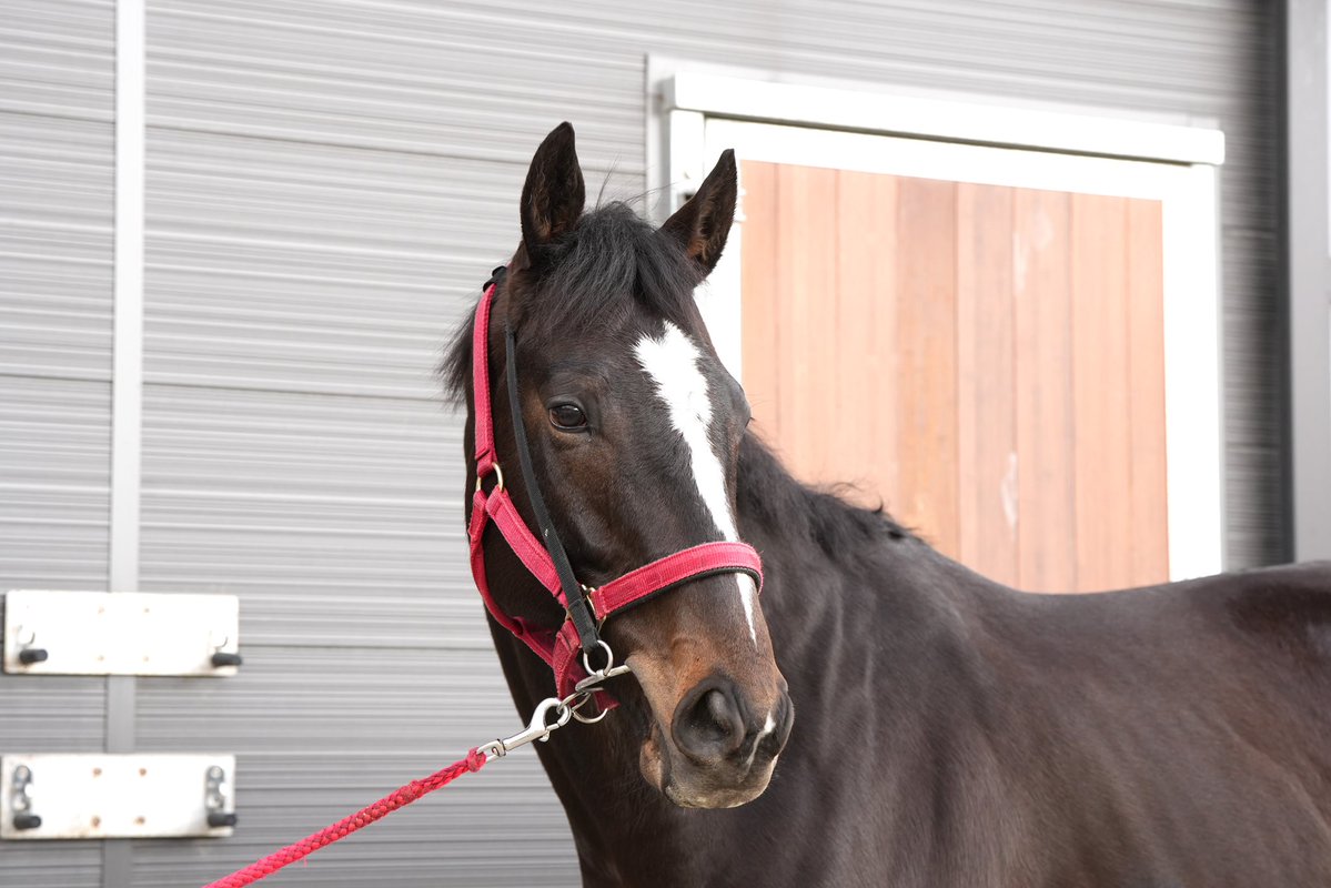 ピコレーシング tweet media