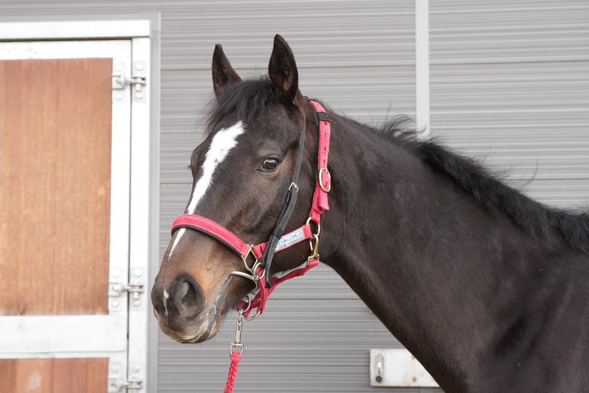 ピコレーシング tweet media