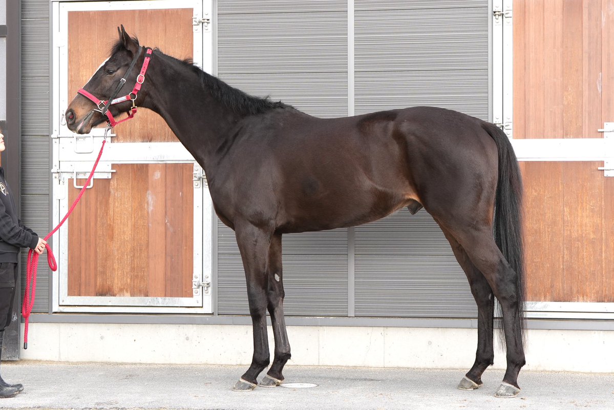 ピコレーシング tweet media