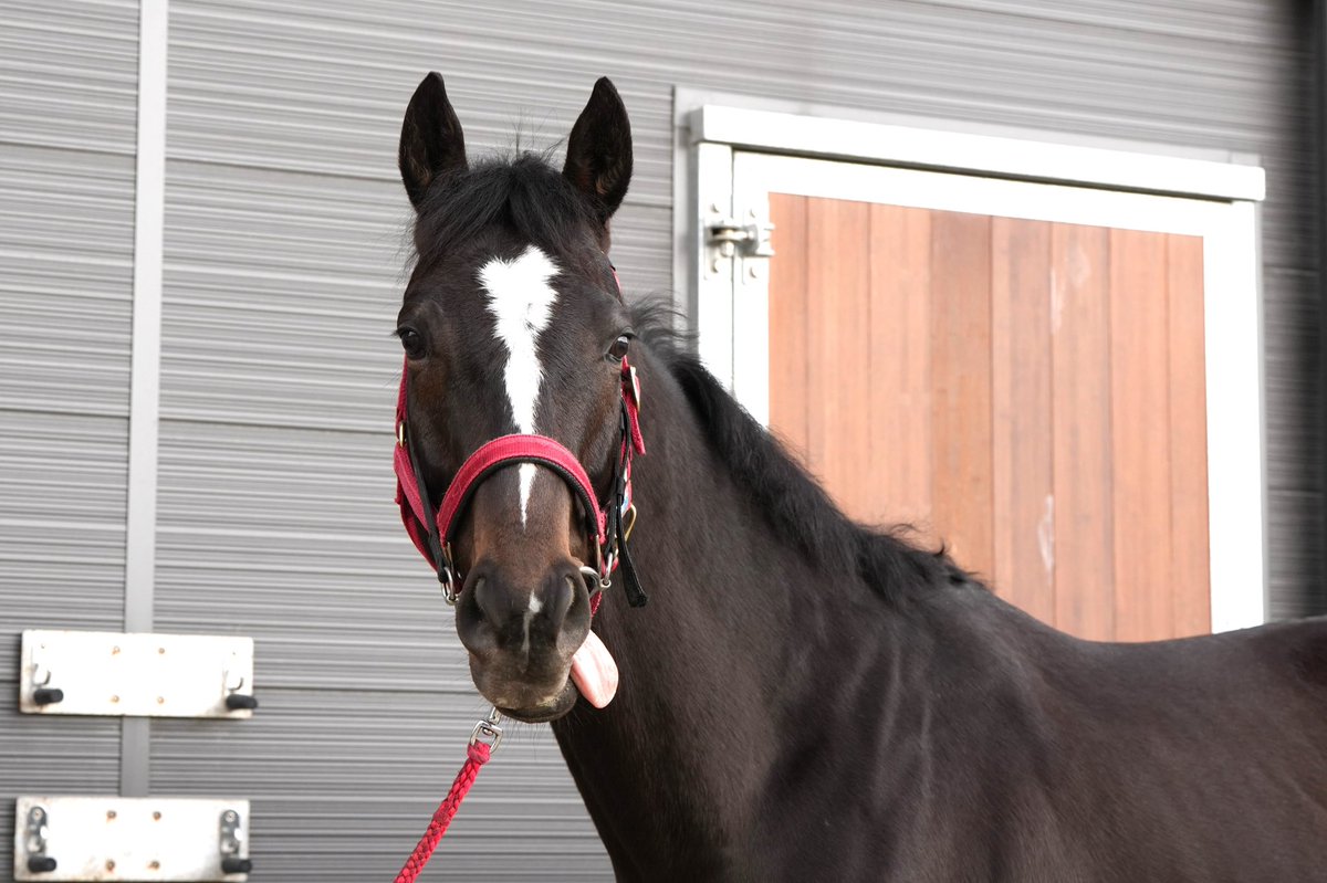 ピコレーシング tweet media