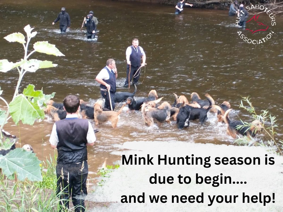 HuntSabs's tweet photo. Hunters are taking to the nation’s rivers and brooks as the mink and otter hunting season begins. 

The remaining mink hound packs, of which there are around half a dozen confirmed to still be operating, will be taking to the nation’s waterways over the coming weeks as the new season of the ‘Summer bloodsport’ gets underway, running roughly between April and October.

And hunt sabs are getting ready to stop them!

As the season gets underway, we are appealing for information on these illegal groups: where and when they will be meeting, gossip overhead in the pub, personnel involved and so on. No piece of information is too small to be of interest and we treat all sources with 100% confidentiality.

If you suspect you hear or see one of these hunts meeting or in progress, (eg. a collection of suspicious vehicles or hear a hunting horn and hounds on a river), then let Hunt Sabs know ASAP!

Please contact our tip-off line on 07443 148 426 at the earliest opportunity.
Read the full article 👉
https://t.co/vd7NKihVGF