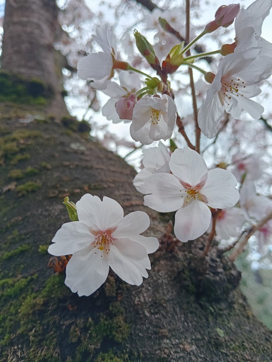 もっさん tweet media