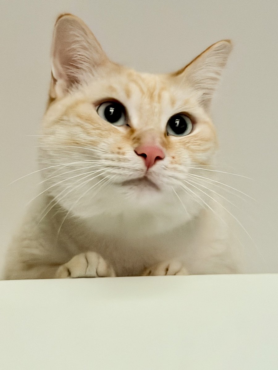 EURILOCO!? tweet media