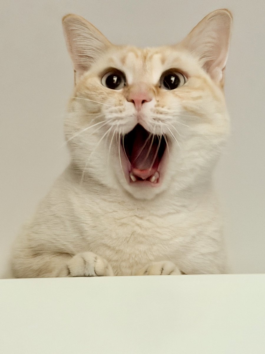 EURILOCO!? tweet media