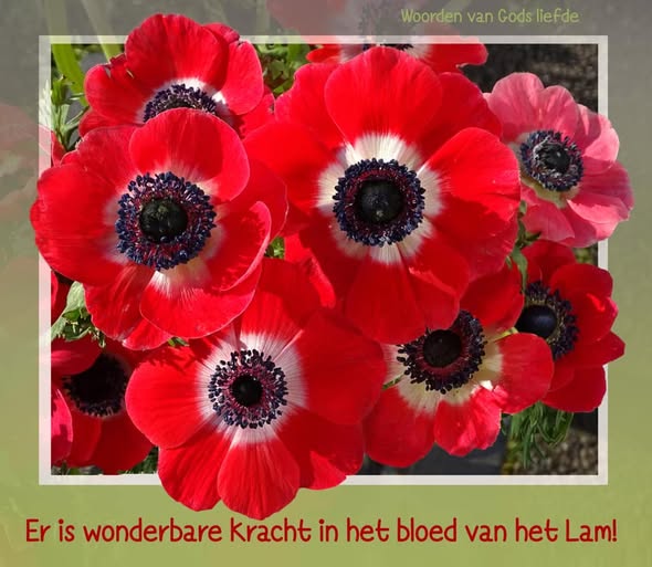 Mijn lieve kind, jij bent van Mij, Mijn waardevolle eigendom! Ik betaalde met Mijn bloed de hoogste prijs voor jouw leven. Je bent zo kostbaar voor Mij! Zou Ik dan niet alles doen om jou te beschermen en te sterken, nu je nog in deze onrustige wereld leeft? (1Petr.1:18,19)