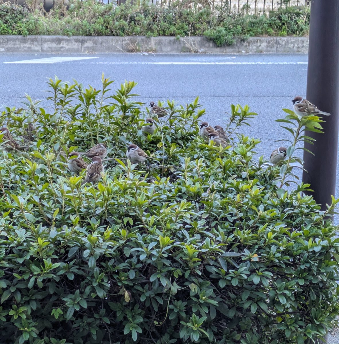 parashoooot's tweet photo. 駅前の歩道の植え込みにスズメが実ってて可愛すぎたァ…
#すずなり
#13羽いる https://t.co/53LkJkJ6Mi