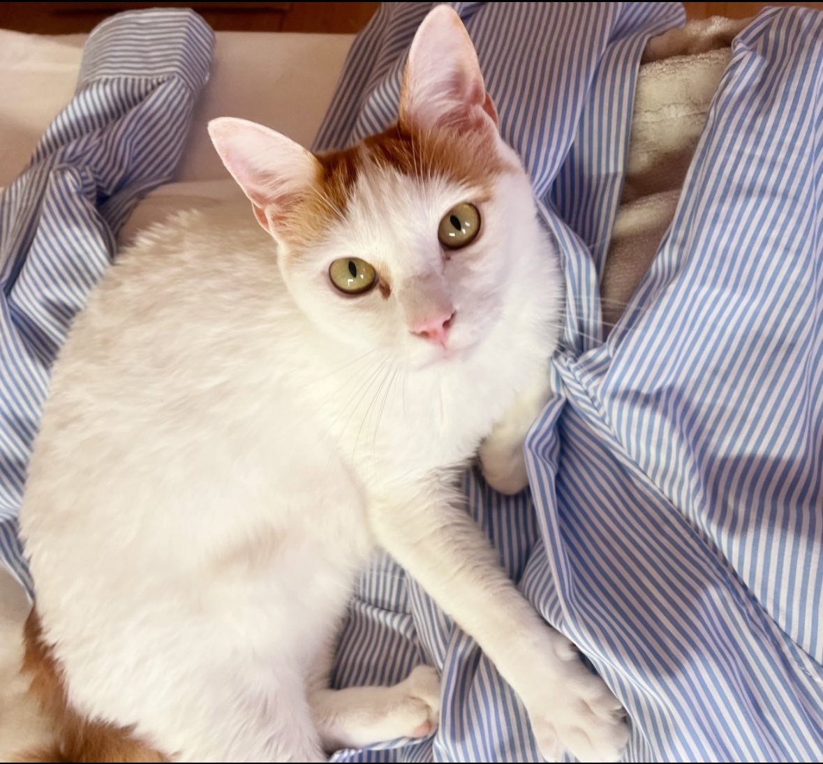 しろねこ tweet media