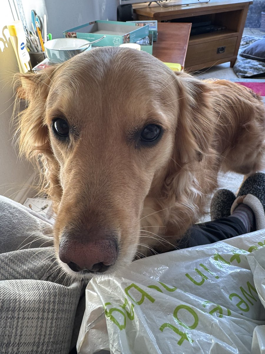 Lily & 🌈 Fergiedoggie tweet media