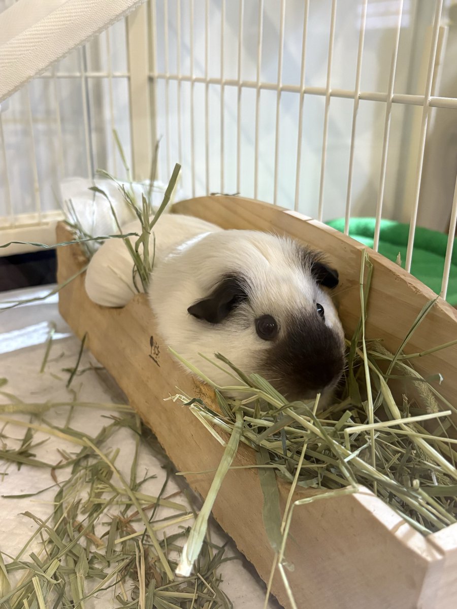 大福きなこ tweet media