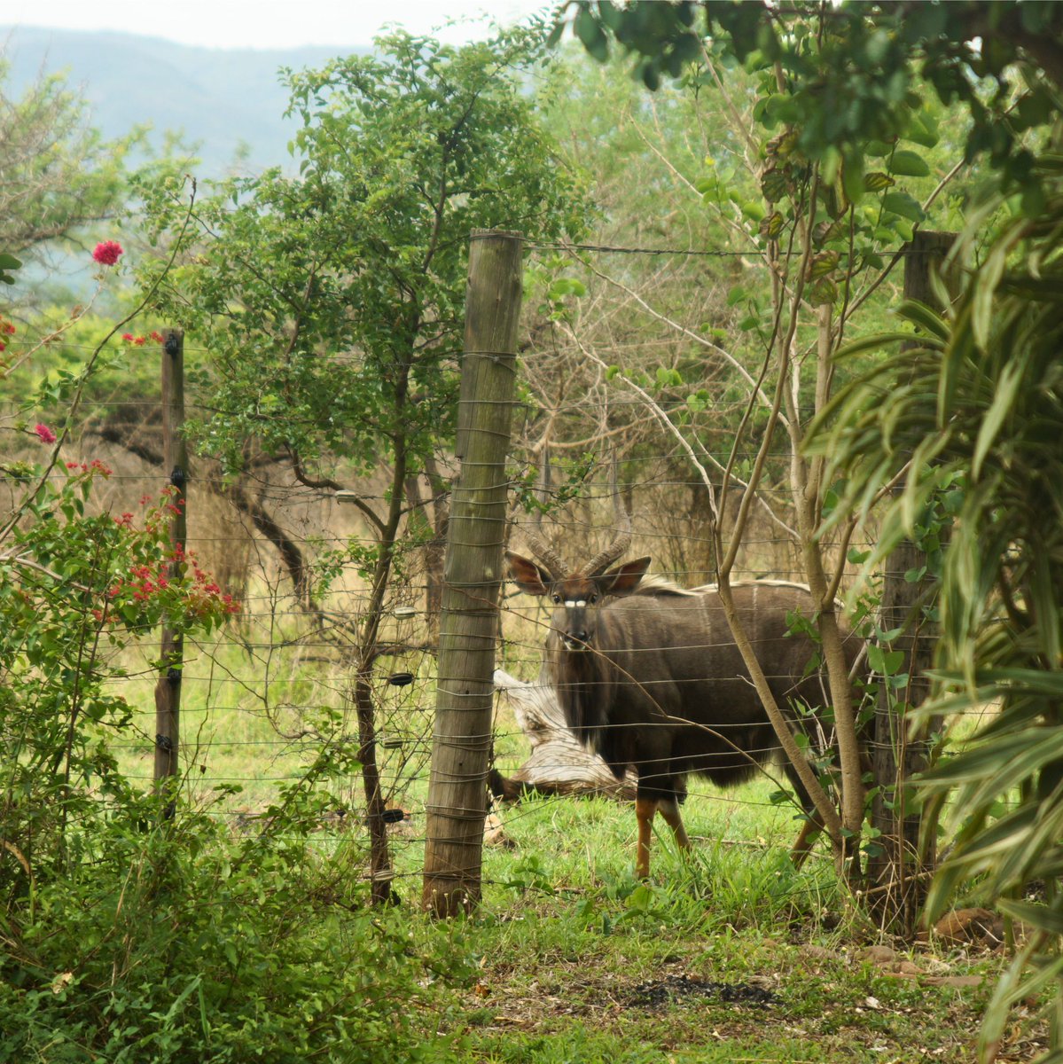 WildlifeACT tweet media