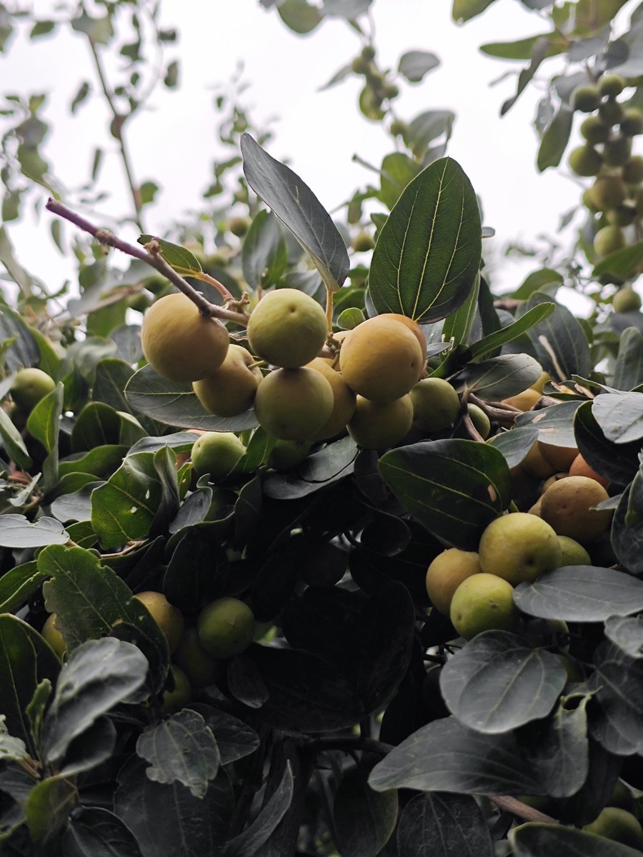 مُصطفى الفاطمِي tweet media