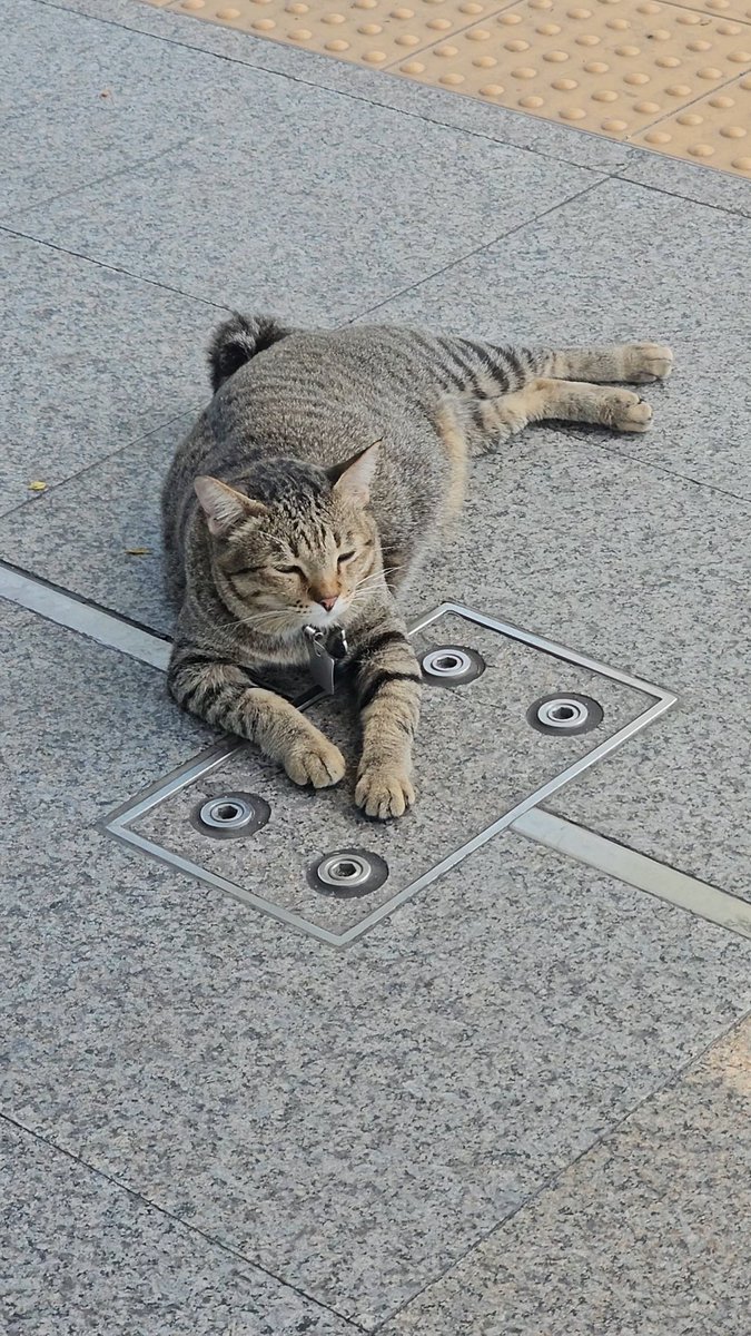 헤린이/ᐠ. .ᐟ\ฅ | 6🌟 tweet media