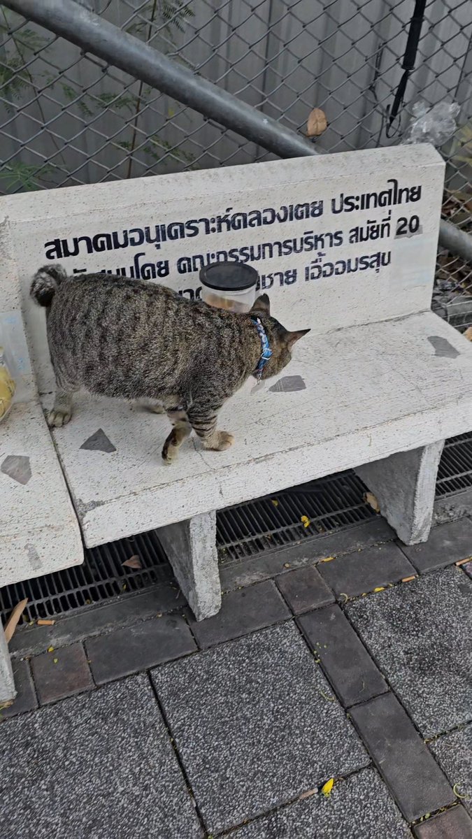 ปลาเผาศูนย์สิริกิตติพอจะเข้าแก๊งได้ไหม