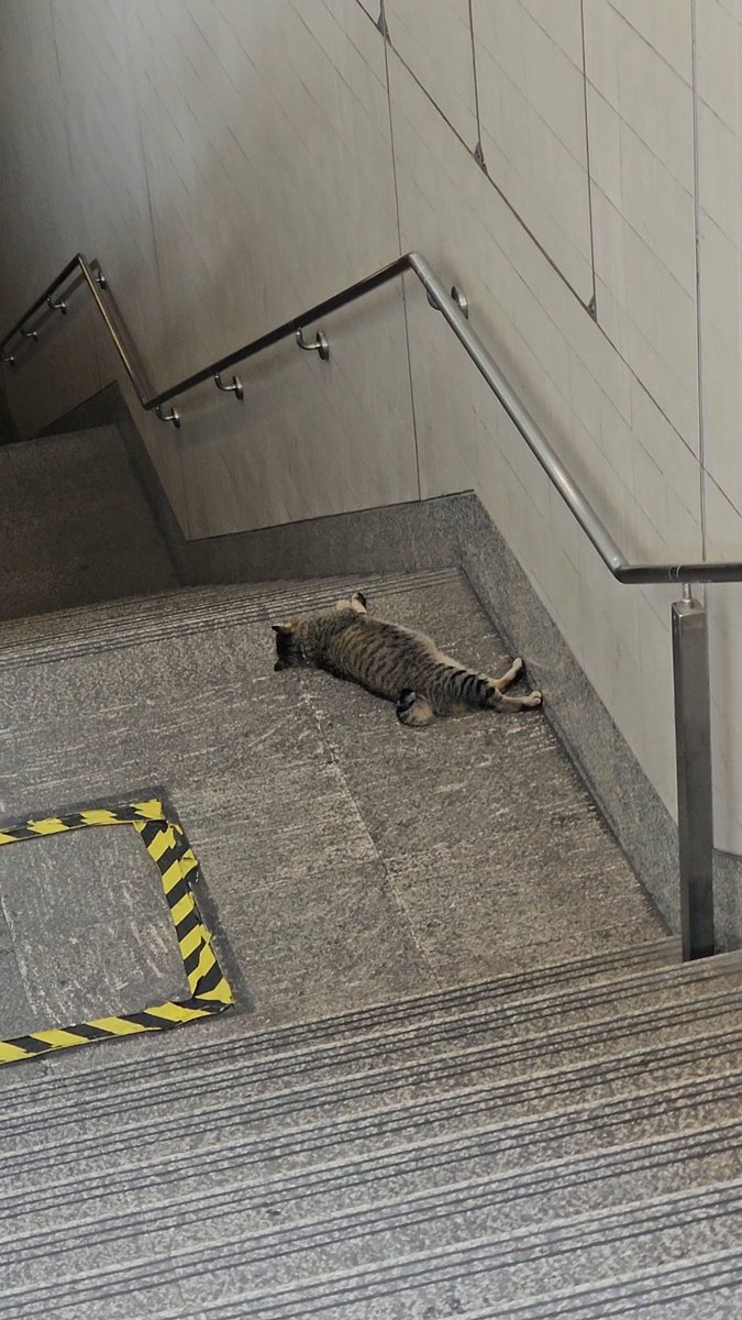 헤린이/ᐠ. .ᐟ\ฅ | 6🌟 tweet media