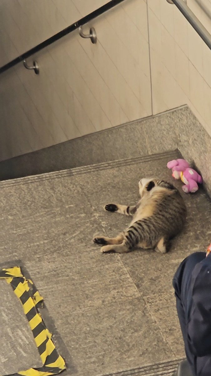 헤린이/ᐠ. .ᐟ\ฅ | 6🌟 tweet media