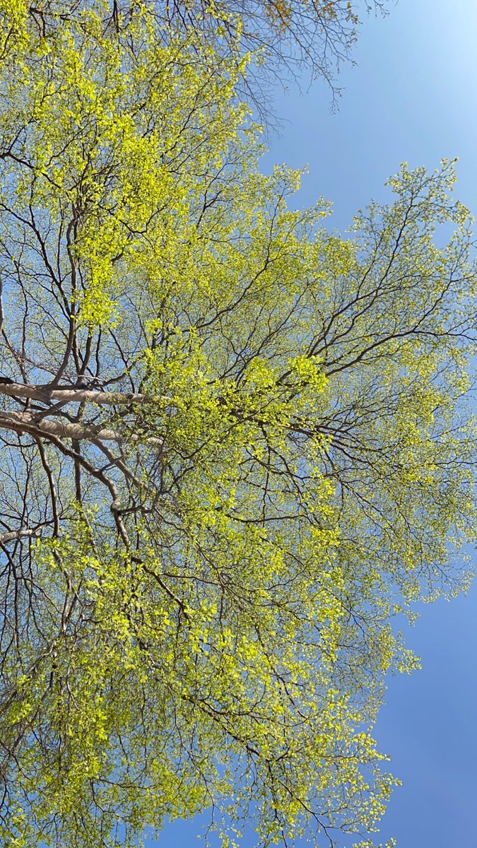 ᨏᨚᨏོ tweet media