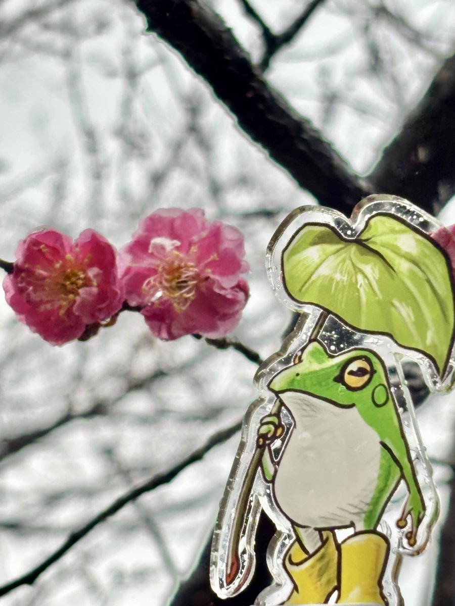 盛岡はあいにくの雨。

どんよりした空に気分も落ち込みそうになるけれど、
鮮やかな梅の花が咲いていました。

一歩ずつ、でも確実に春は近づいていますね。

#ゴム長靴のシュレーゲル
#岩手日報
#宮沢賢治
#岩手公園
#梅