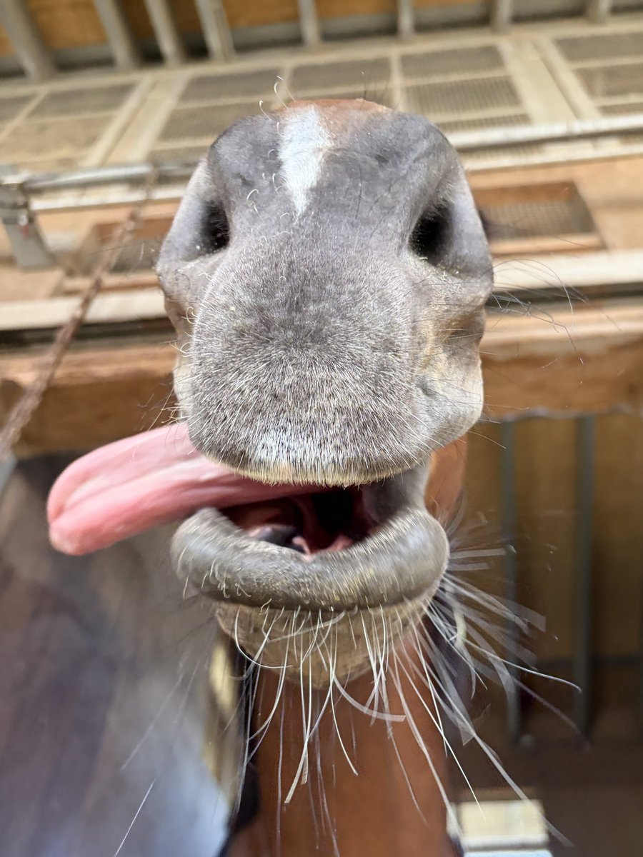 競馬ブックネットSHOP tweet media