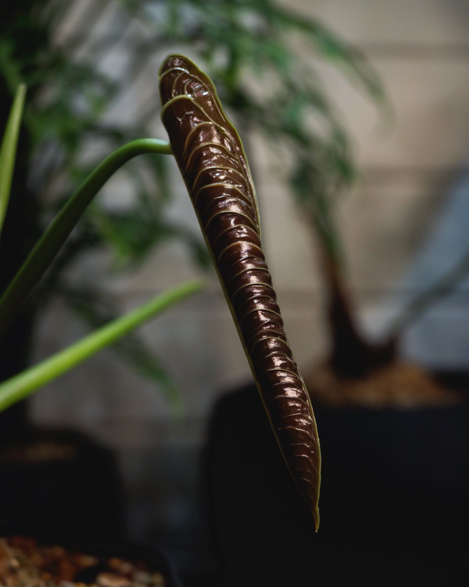 ボタジマ tweet media