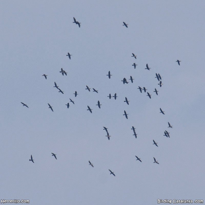 El Herrerillo tweet media