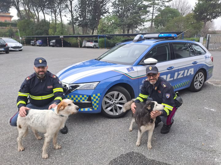 Agente Lisa tweet media