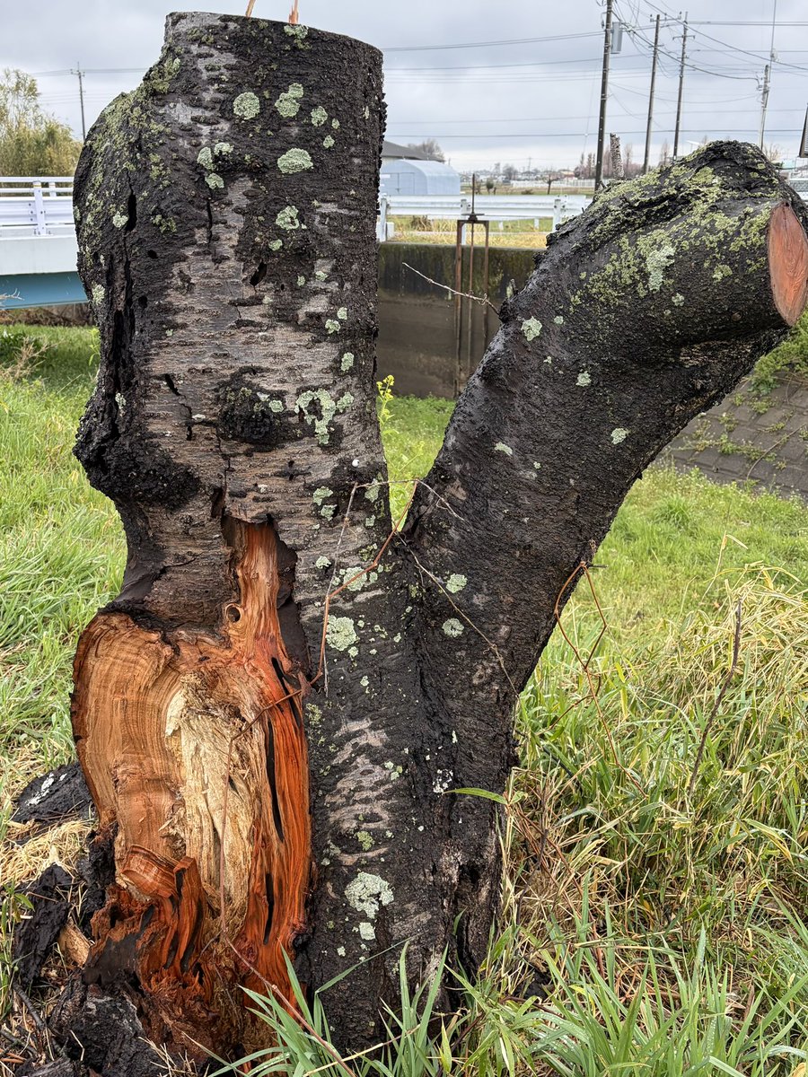 save直me tweet media