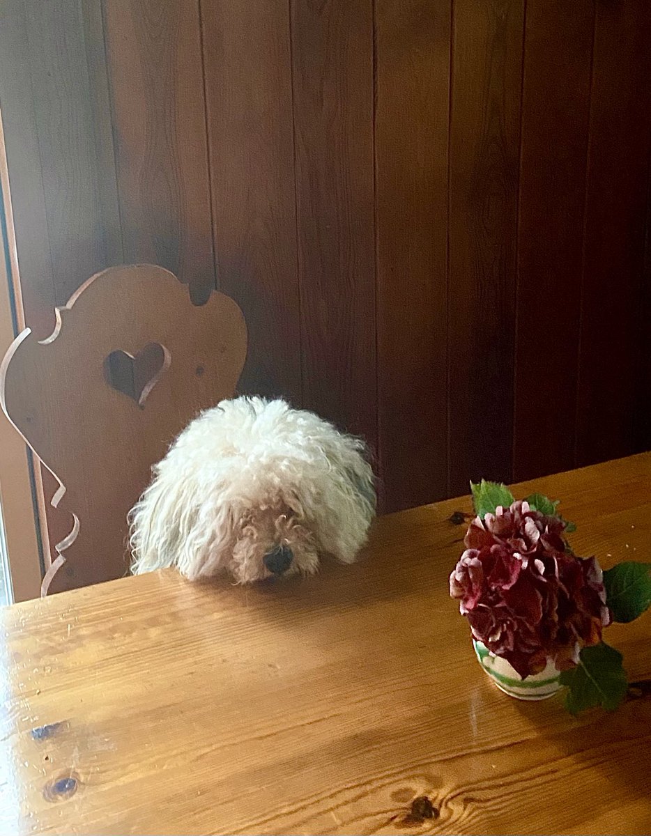 HanneloreKogler's tweet image. Thursday.   #austria #twitterrudel #march