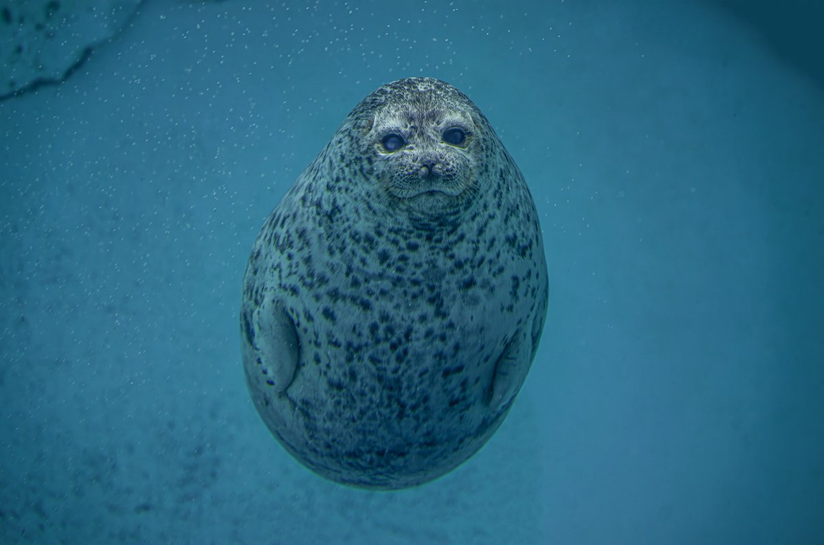 大阪・海遊館 tweet media