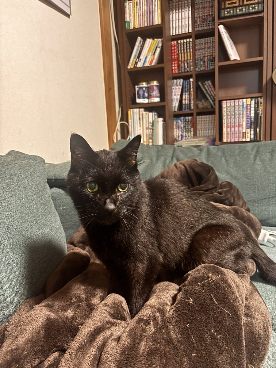 栗鳥巣 tweet media