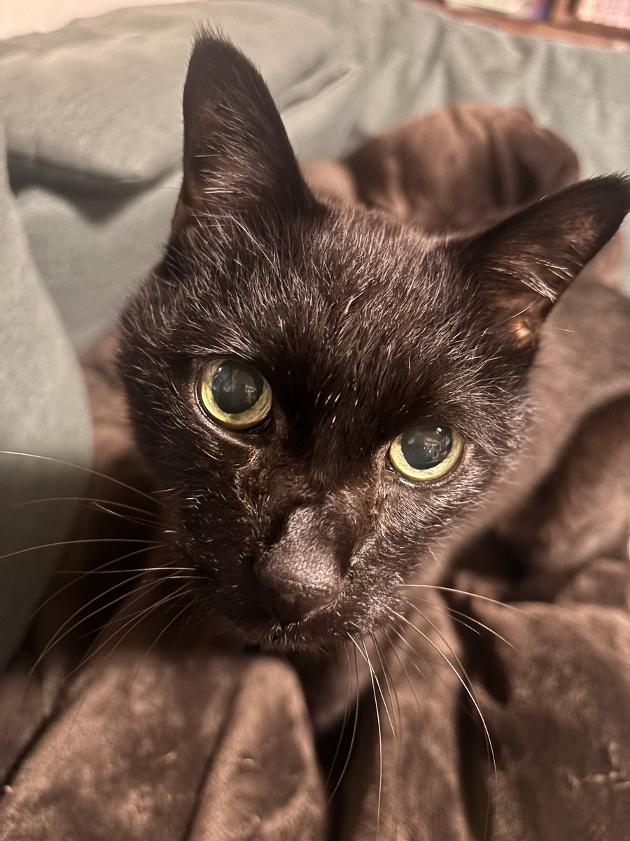 栗鳥巣 tweet media