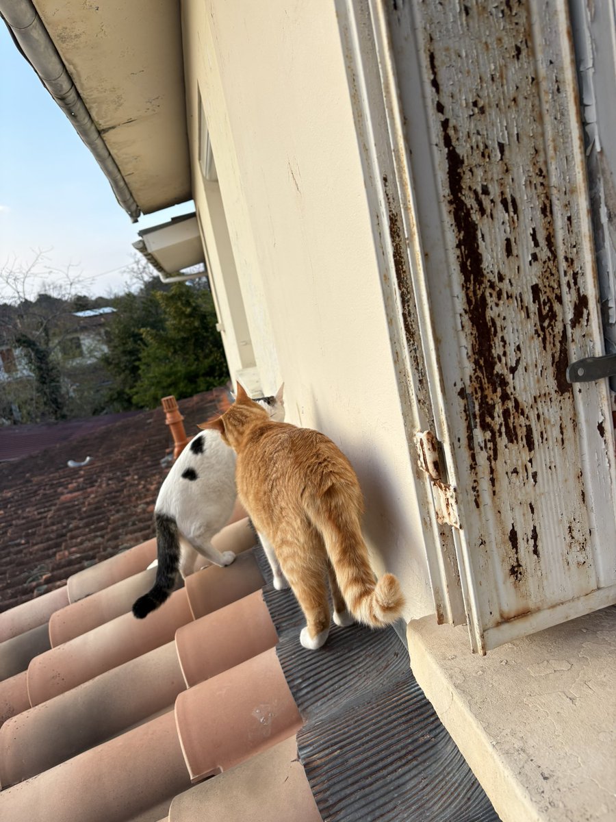 maxlamenace tweet media