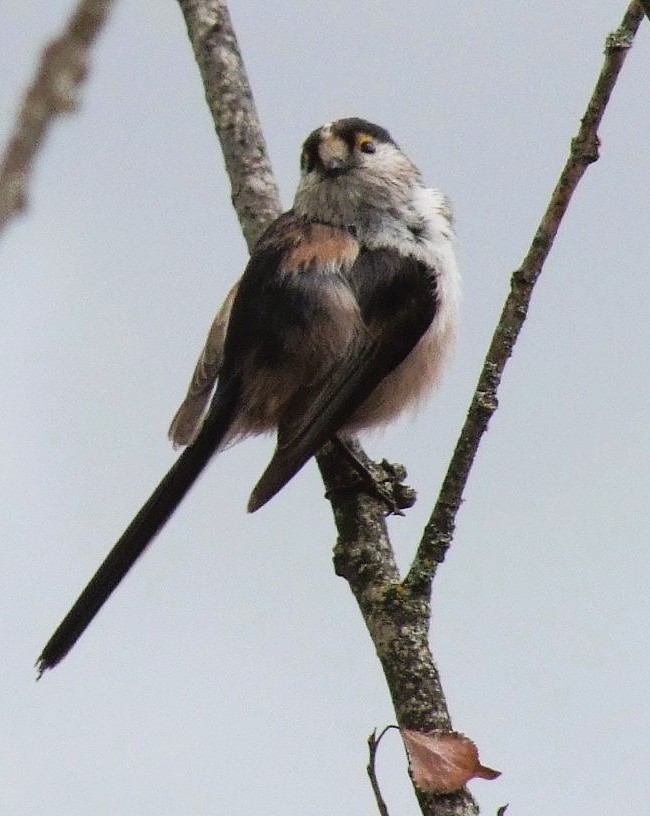 Pegas y pardales tweet media