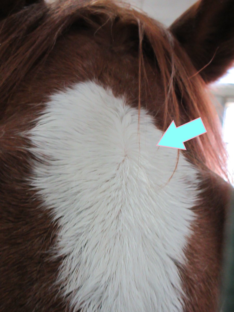 三木ホースランドパーク tweet media