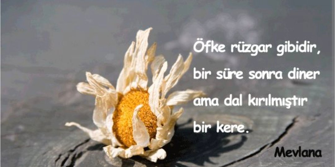 N__trader tweet media