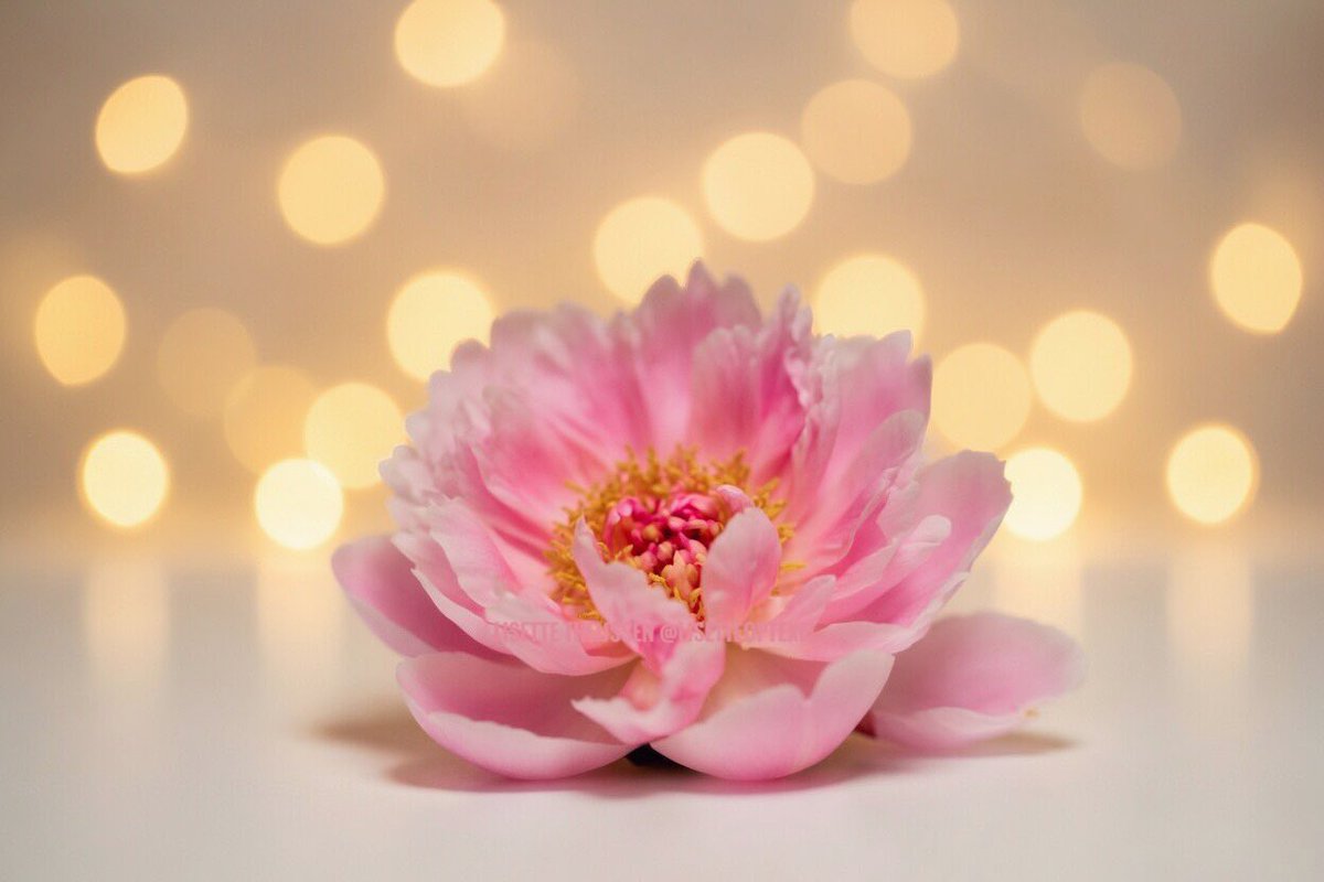 𝕃𝕚𝕤𝕖𝕥𝕥𝕖 𝕋𝕙𝕖𝕚𝕛𝕤𝕤𝕖𝕟 tweet media