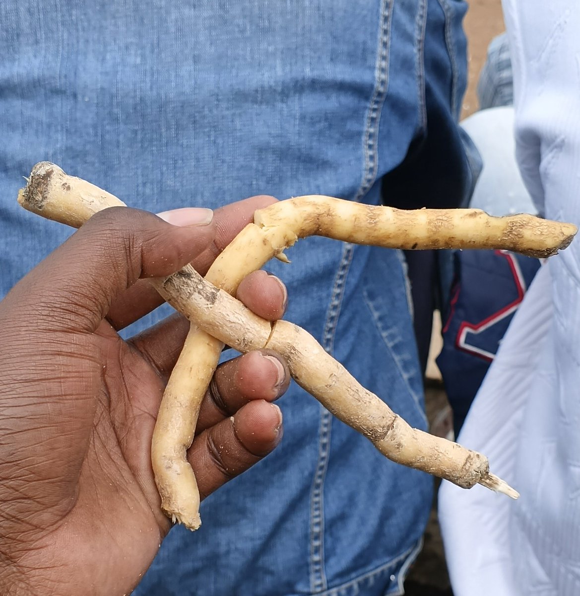 𝐌𝐙𝐈𝐌𝐔🦍 tweet media