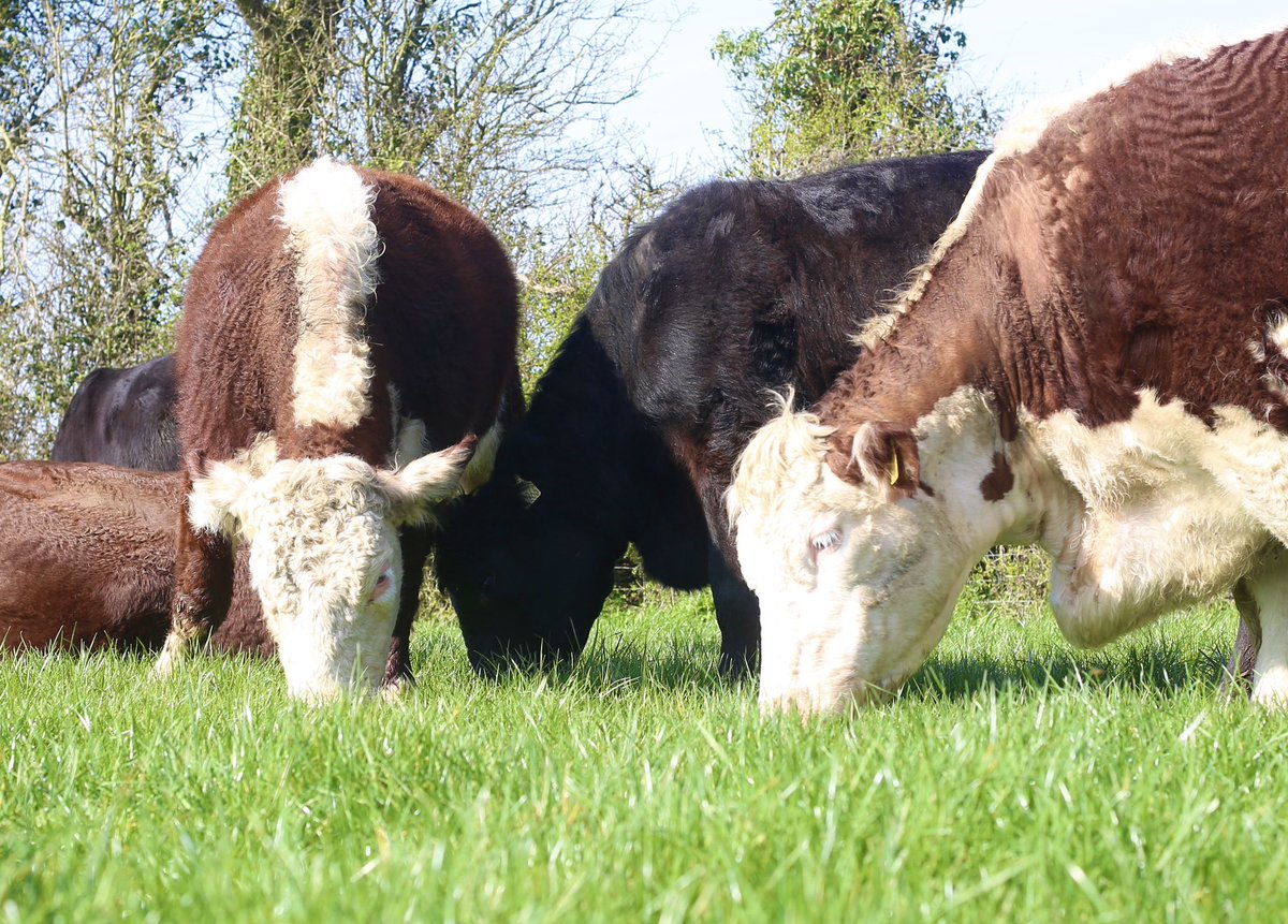 Kilsunny_Herd's tweet image. Dinnertime x3 😋🍀😎
#spring26 #sucklers #cows #kilsunny