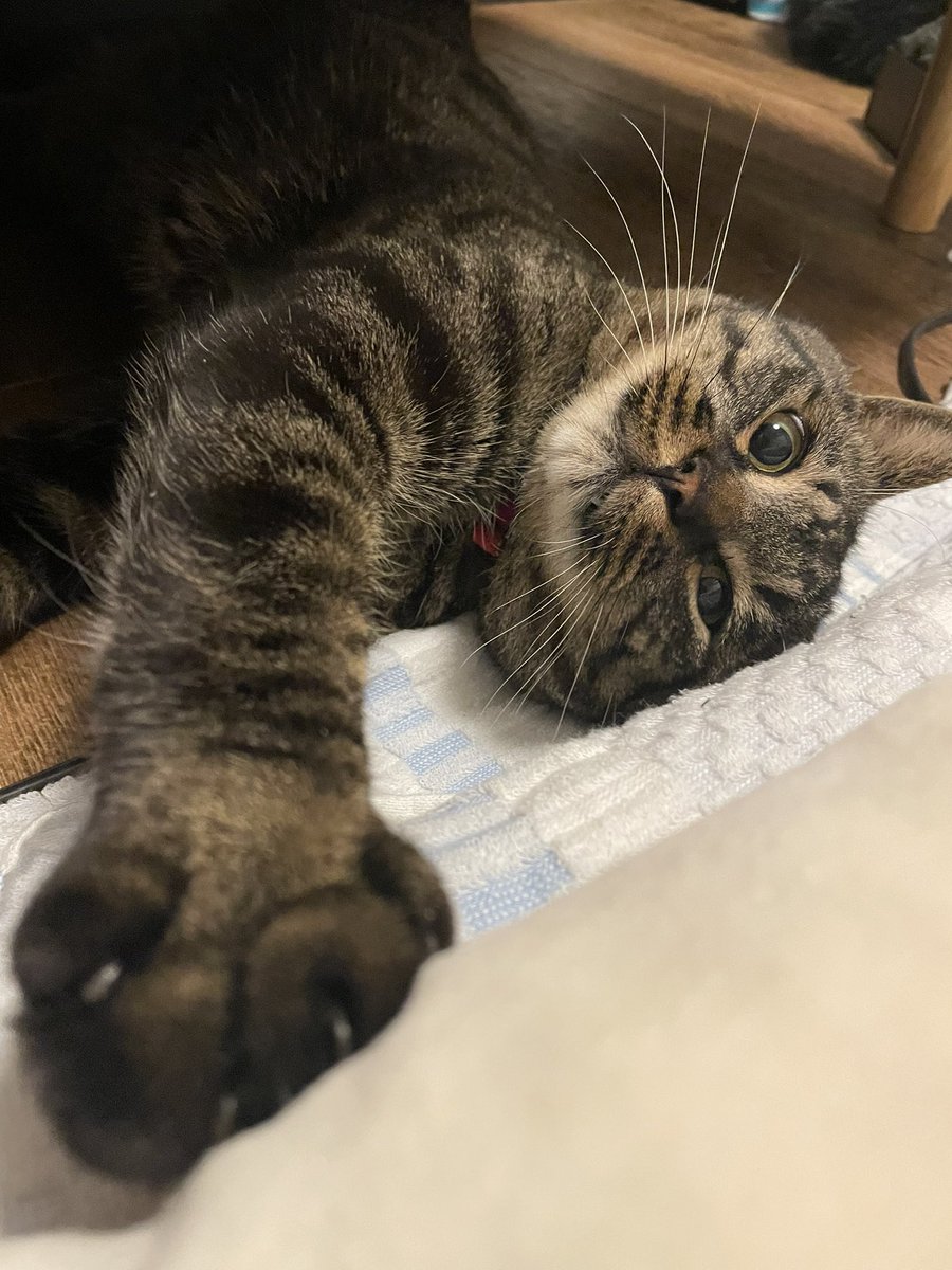 F ﾁｮｯﾊﾟｰ KOGA〈Gacharic Spin／DOLL$BOXX〉 tweet media