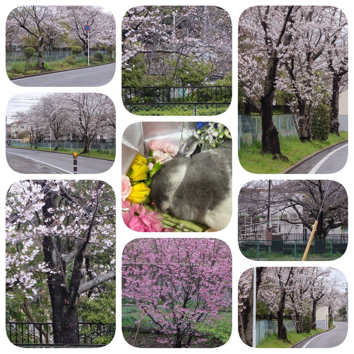 超マイ爺さん tweet media