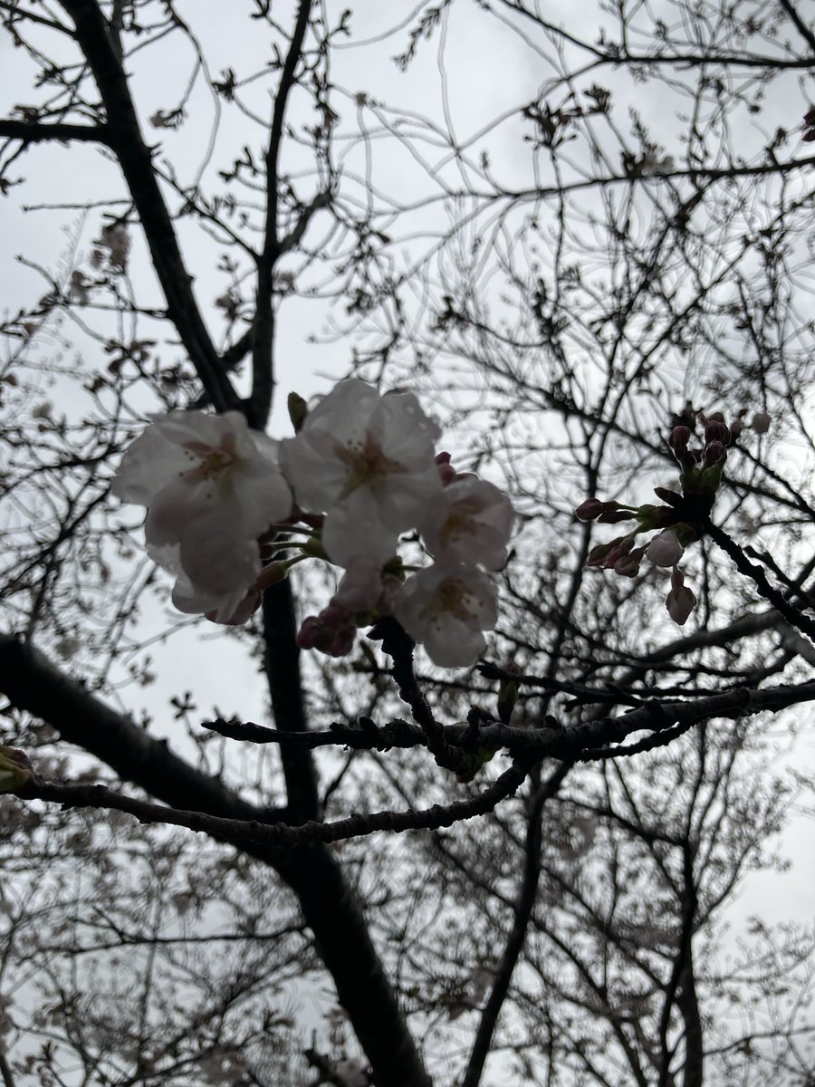 kinunbenza's tweet photo. 桜🌸
#桜 
#さくら https://t.co/djLVGYT4mF