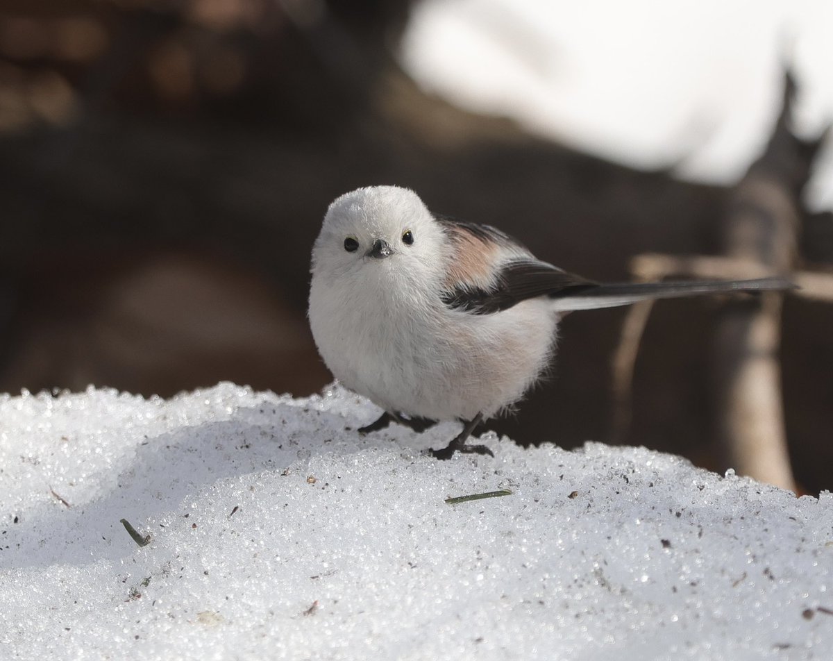 雪の上にはご馳走様が
あるみたい。
下ばかり見て食事に夢中な子
が多い中で
時々こちらを見てる子も！
#シマエナガ  #北海道
