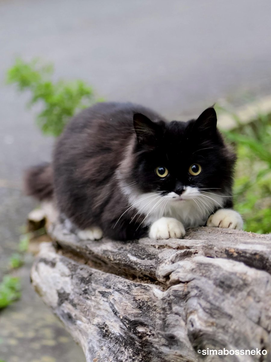 simabossneko 写真集「島にゃんこ」発売中 tweet media