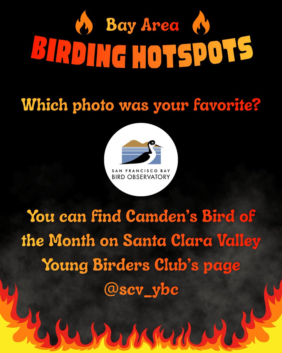 SF Bay Bird Observatory tweet media