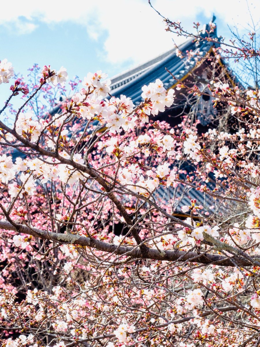 仁和寺 tweet media