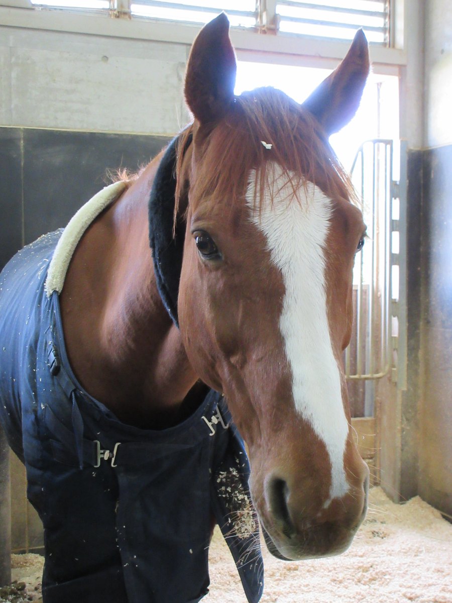 三木ホースランドパーク tweet media