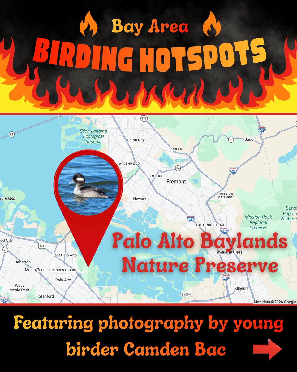 SF Bay Bird Observatory tweet media